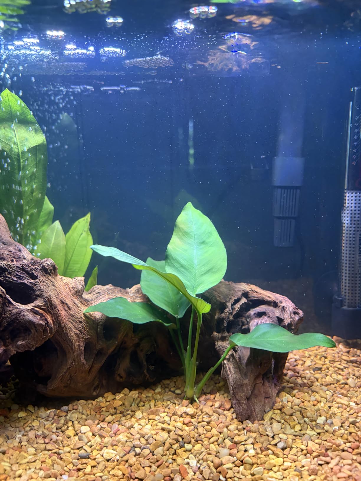 Marineland Bio-Wheel Penguin 375 GPH Power Aquarium Filter customer photo 1