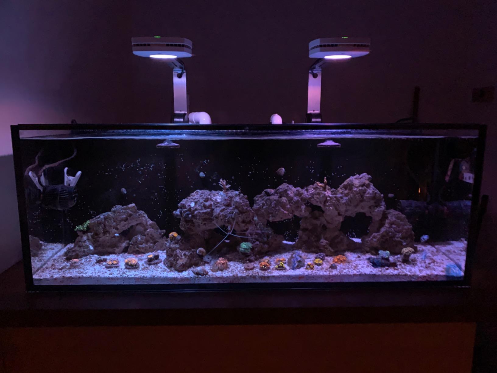 AquaIllumination Prime 16 HD LED Saltwater Reef Aquarium Light - White customer photo 2