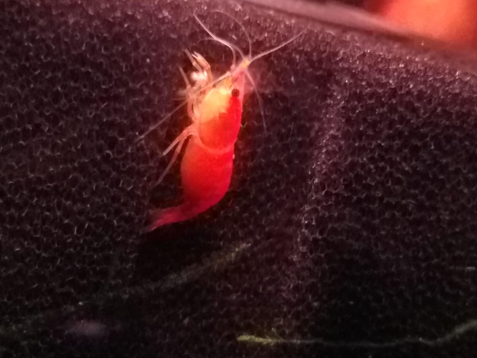 SunGrow Shrimp Calcium White Powder, Supports Healthy Molting, Improves Shell Color, Growth & Strength, Enhances Water Quality, Breeding Support, Essential Mineral for Freshwater Shrimp, 1.8 oz customer photo 1
