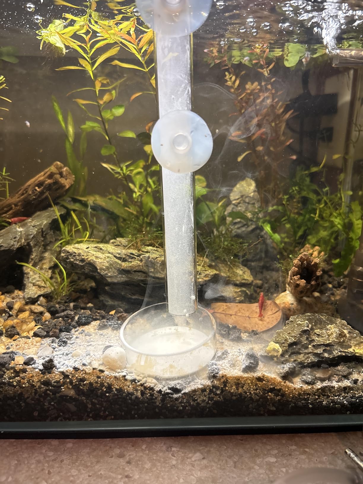 SunGrow Shrimp Calcium White Powder, Supports Healthy Molting, Improves Shell Color, Growth & Strength, Enhances Water Quality, Breeding Support, Essential Mineral for Freshwater Shrimp, 1.8 oz customer photo 2