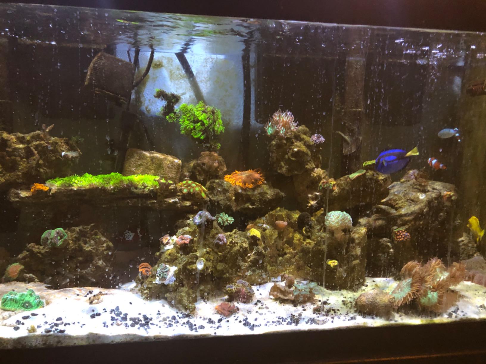 IceCap 2K Gyre Flow Pump Only customer photo 1