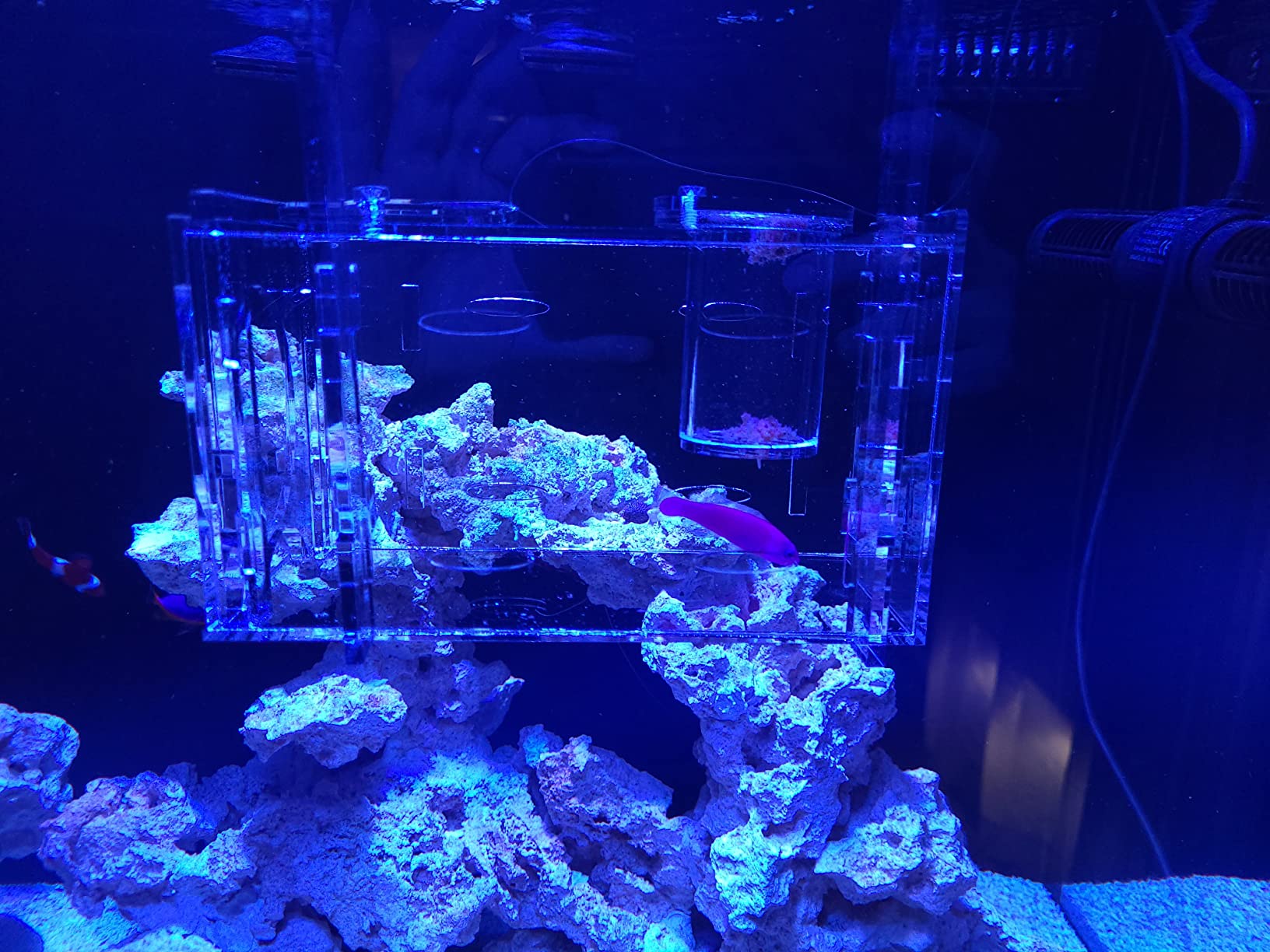 Medium Fish Trap for Aquariums/Acclimation Box customer photo 1