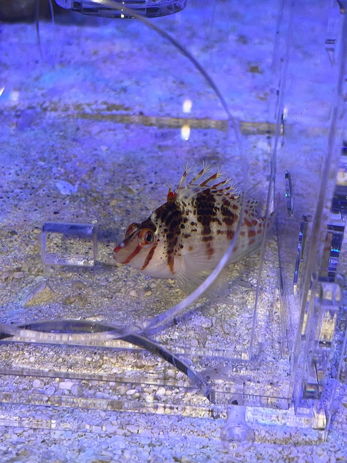 Medium Fish Trap for Aquariums/Acclimation Box customer photo 2