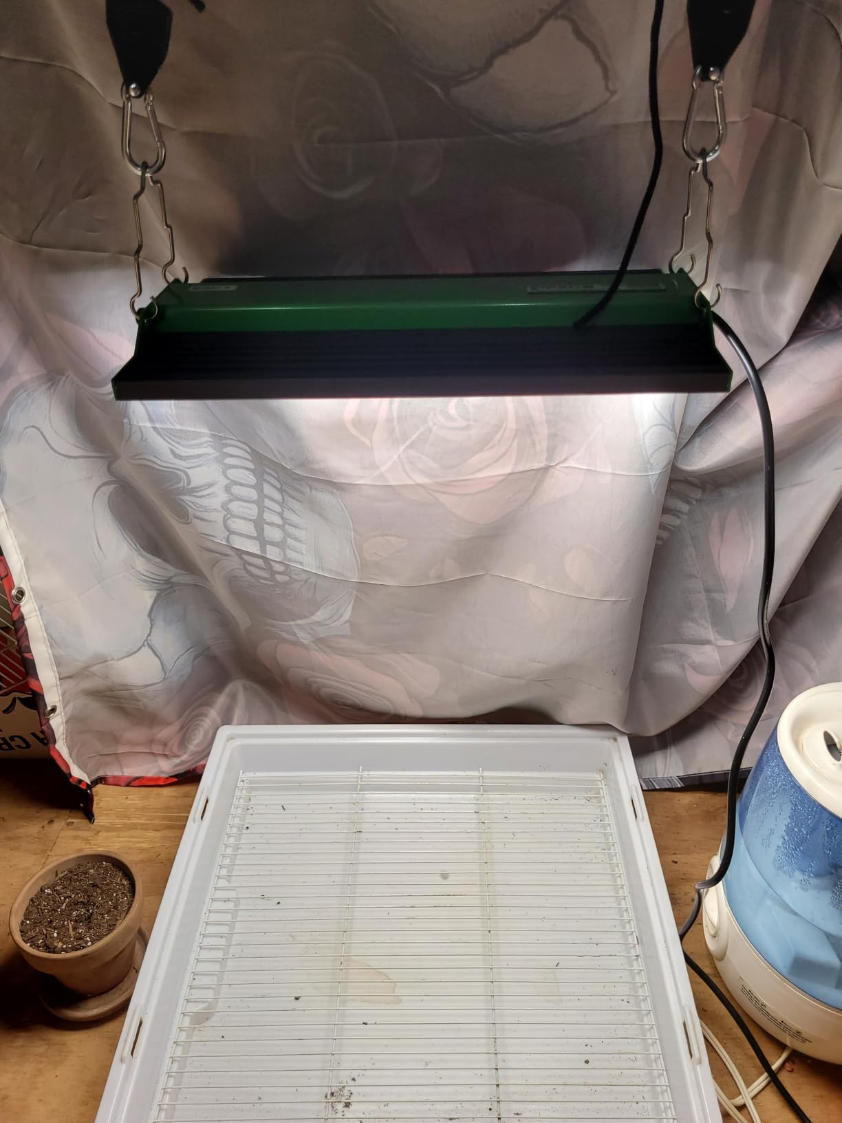 100 Watt LED Grow Light for Seed Starting Vegetables Bloom, Plant Lights customer photo 1