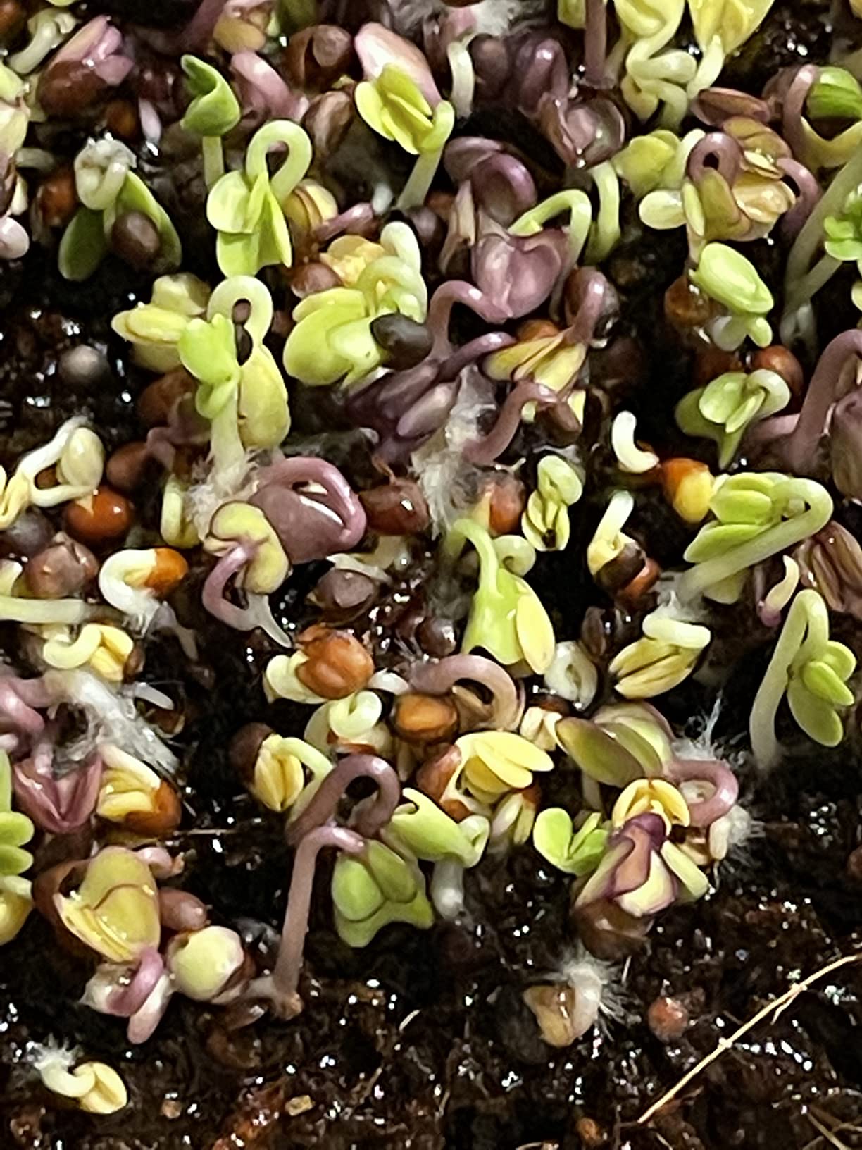 Back to the Roots DIY Microgreen Grow Kit, 6-Grow Variety Pack customer photo 2
