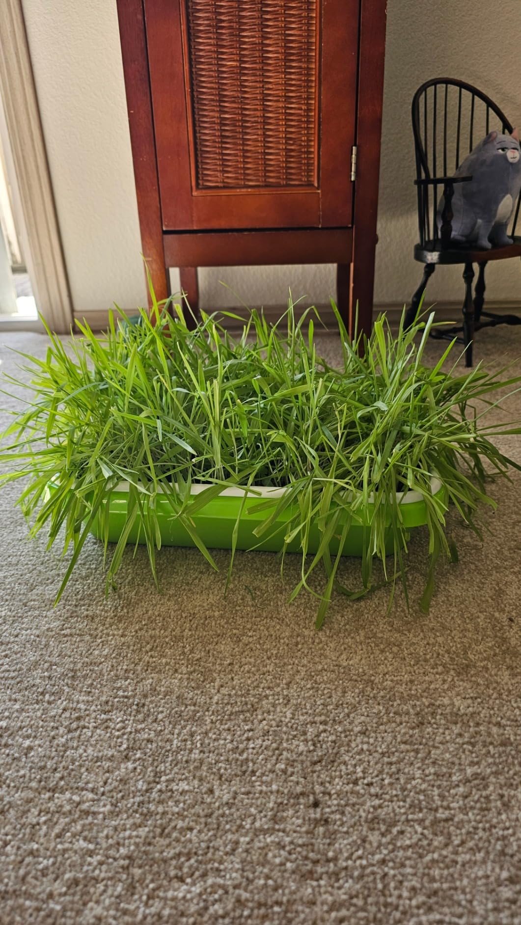 SUNPRO 2-Pack Seed Sprouter Tray with Humidity Lid, BPA Free Food Grade Soil-Free Sprouting Kit, Large Capacity Wheatgrass Grower & Microgreens Germination Station for Beans, Peas, Cat Grass (Green) customer photo 2