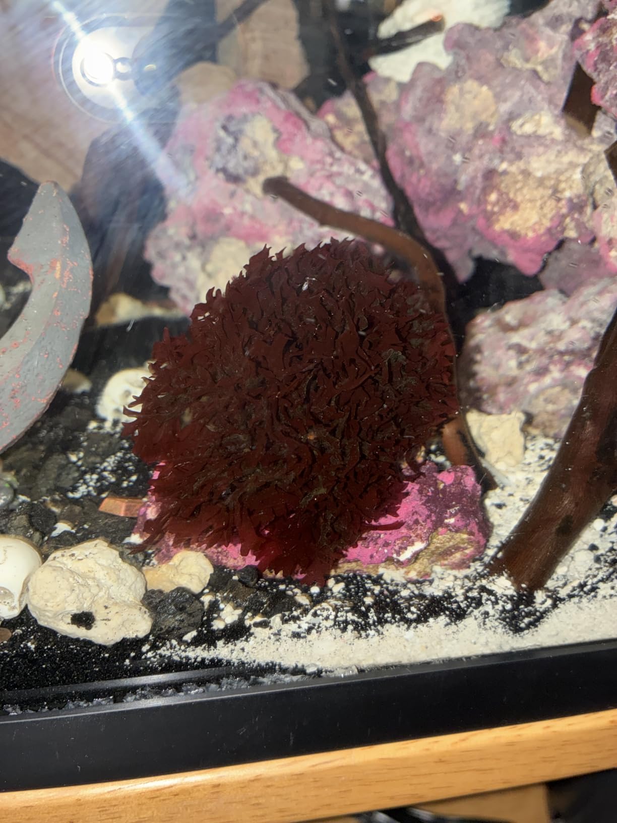 Live Saltwater Gracilaria Pom Pom Red Macro Algae 1 Inch Frag Refugium Copepods Amphipods customer photo 1