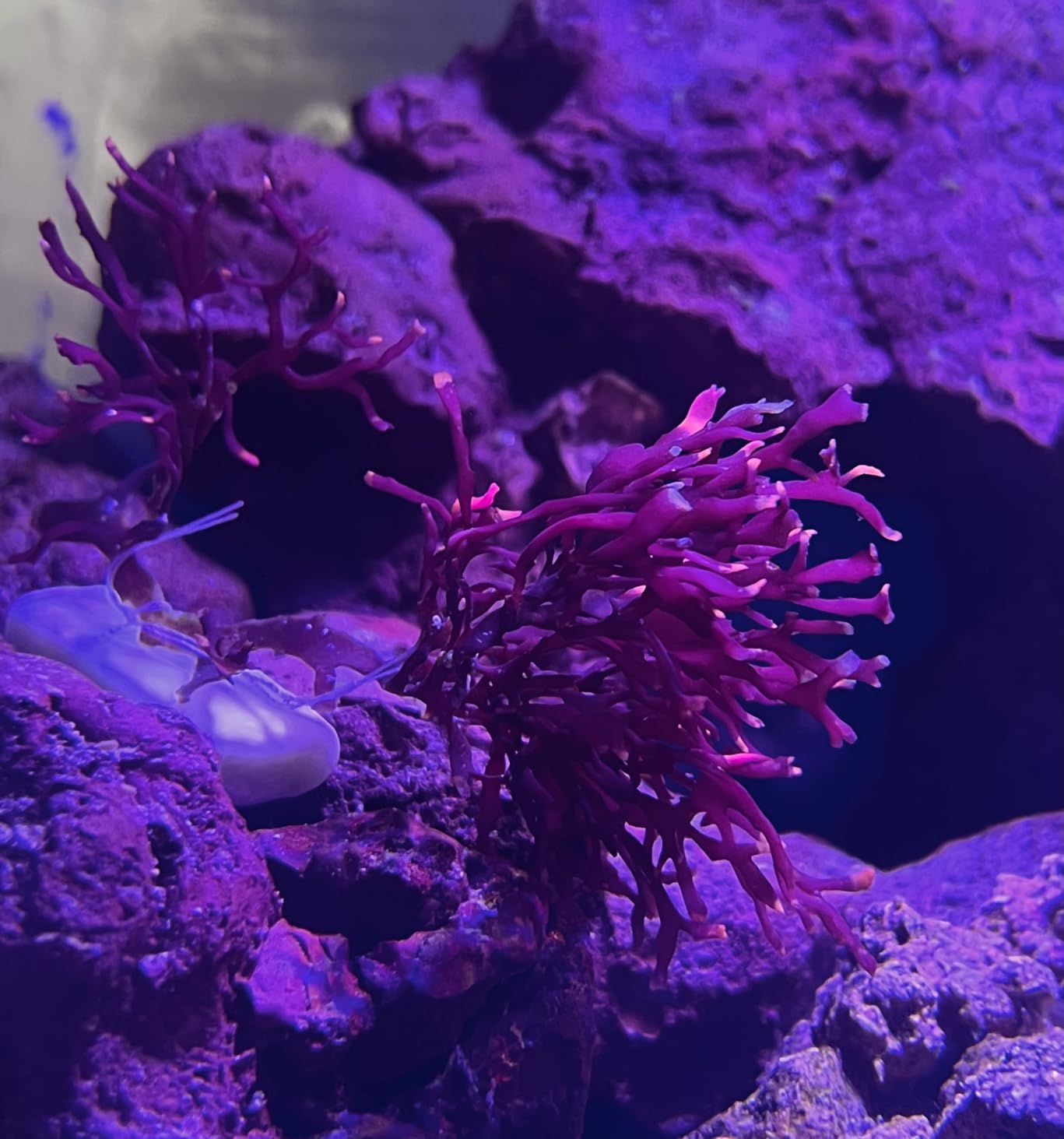 Live Saltwater Gracilaria Pom Pom Red Macro Algae 1 Inch Frag Refugium Copepods Amphipods customer photo 2