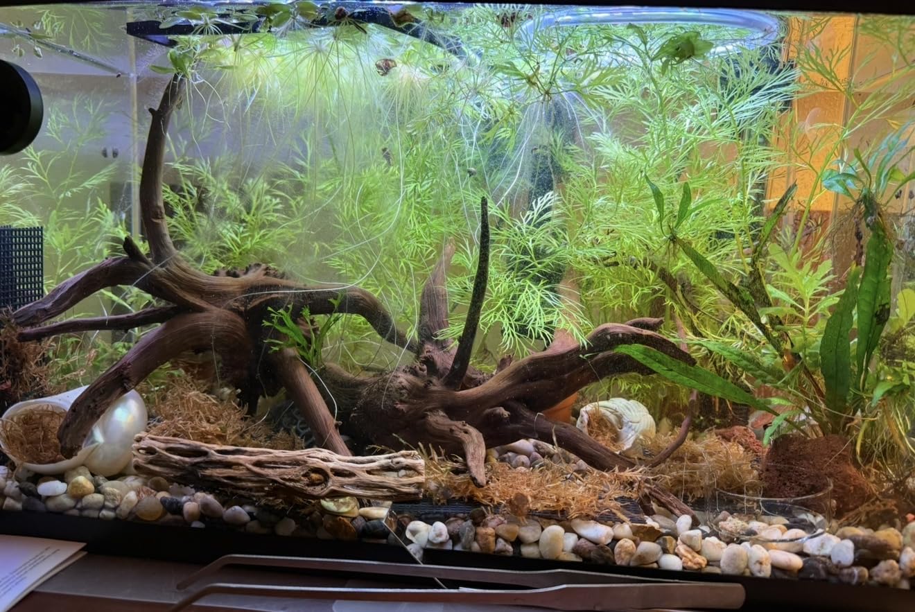 Tfwadmx Aquarium Driftwood, 7-11