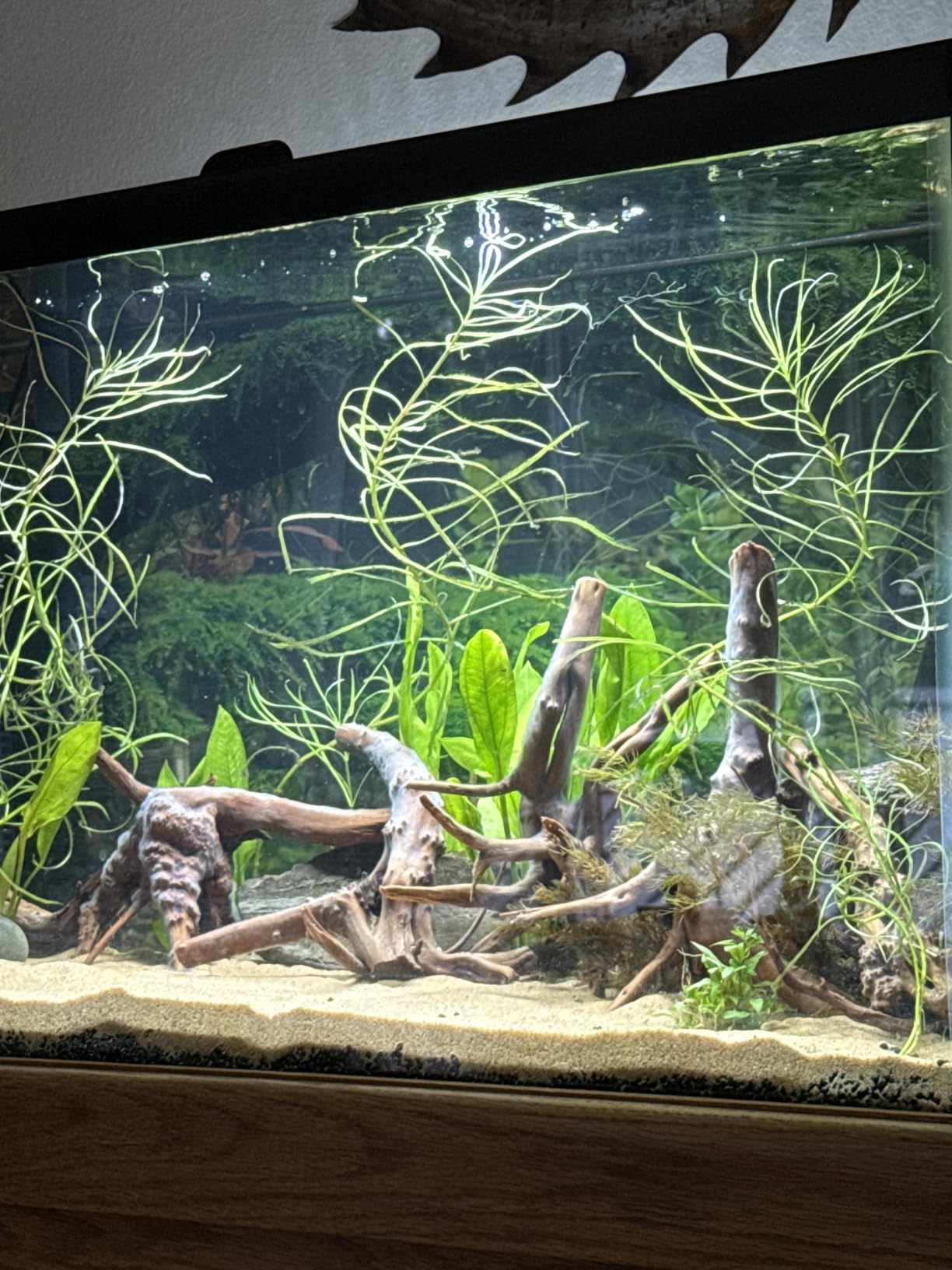 Tfwadmx Aquarium Driftwood, 7-11