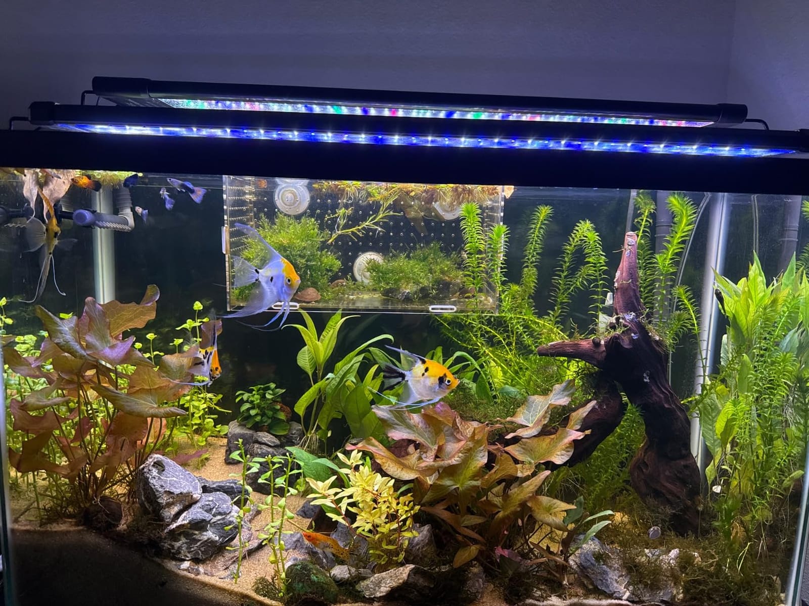 hygger Auto On Off LED Aquarium Light 48-55 Inches Dimmable 7 Colors Full Spectrum Fish Tank Light Fixture for Freshwater Planted Tank Build in Timer Daylight Moonlight & 24/7 Cycle customer photo 2