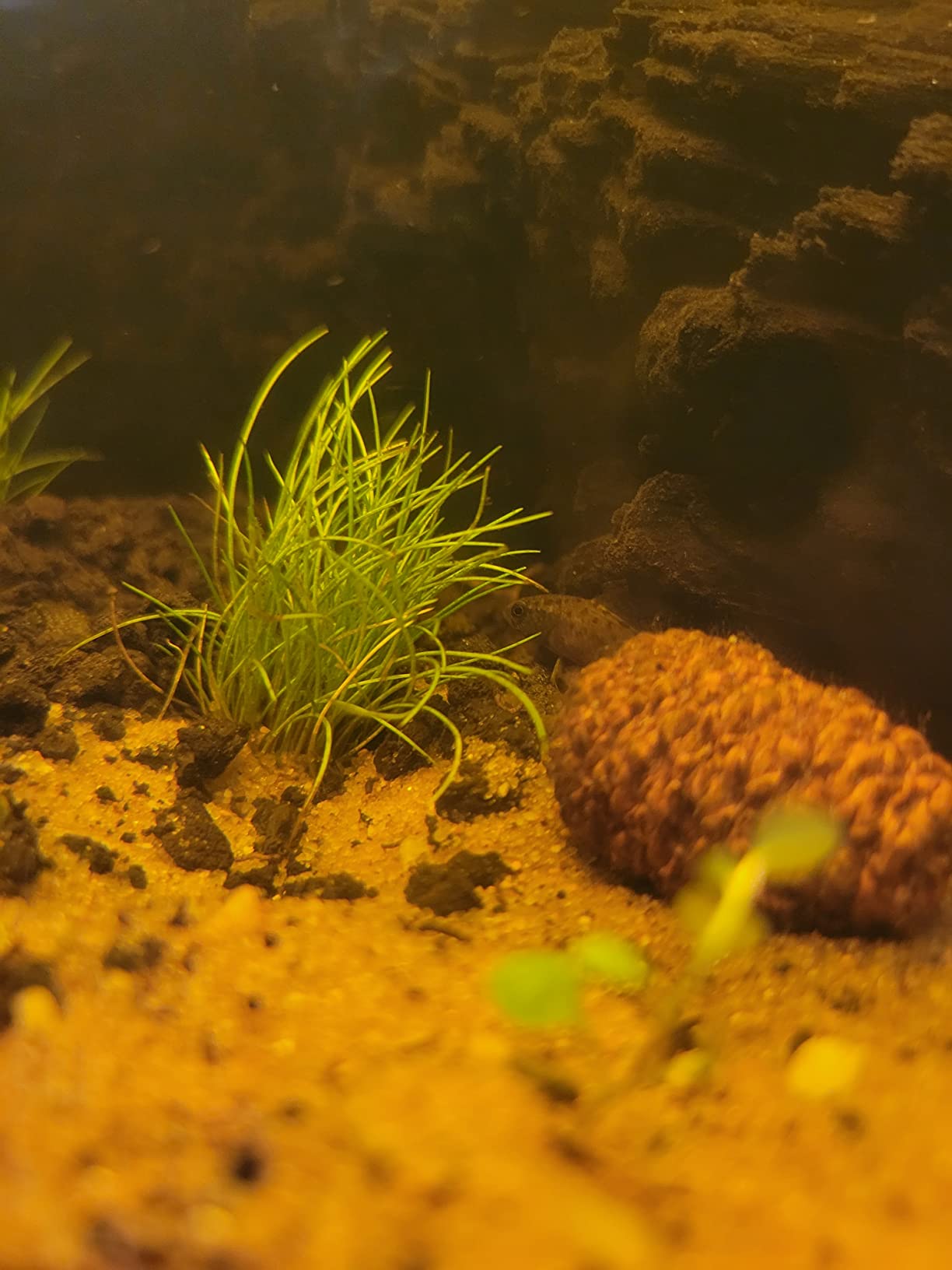 JOR Alder Cone Water Conditioner for Betta Fish, Creates Native Habitat, Relieves Stress, Serves As A Nursery and Food Source, Lowers Water pH, Can Be Used in Filter Or Freely in Aquarium, 60 pcs customer photo 1