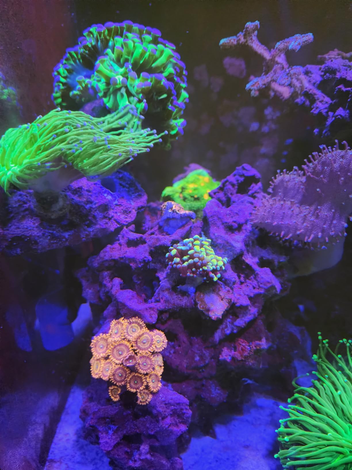 Tropic Marin All for Reef Powder 800g customer photo 1