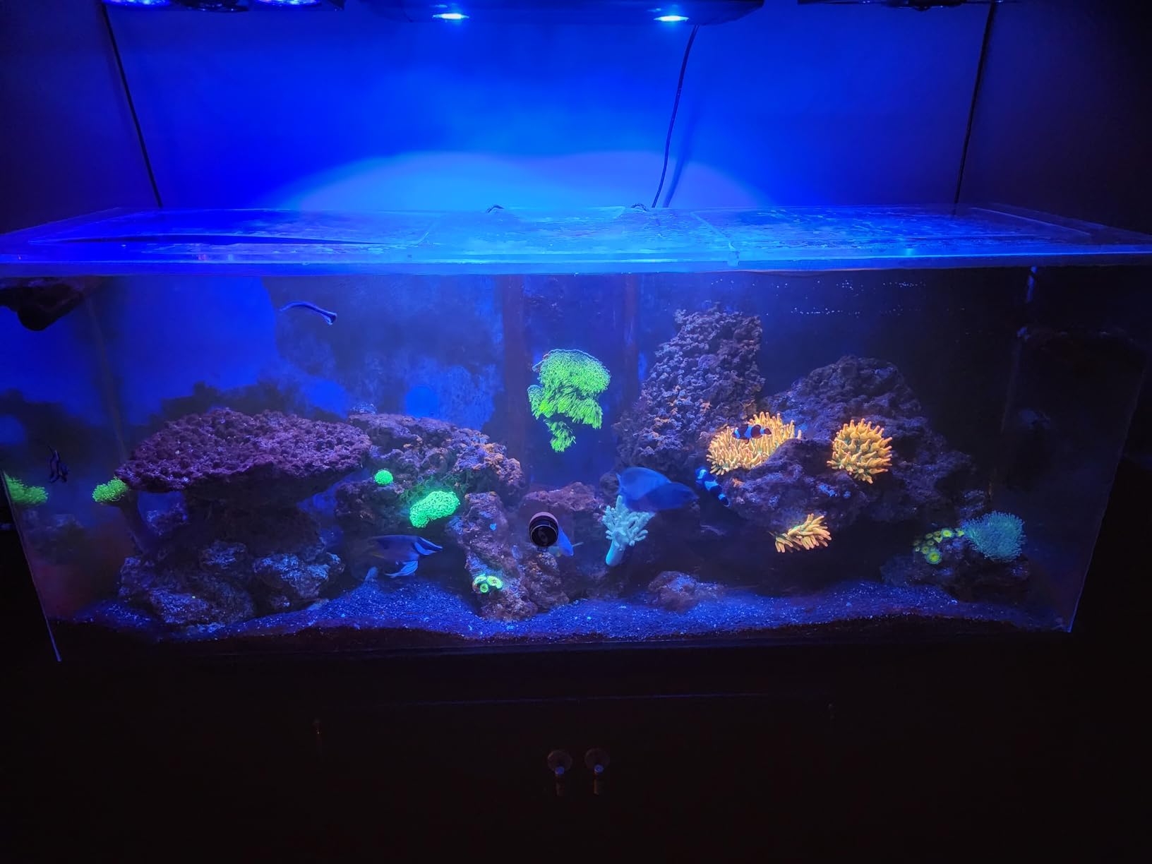 Tropic Marin All for Reef Powder 800g customer photo 2