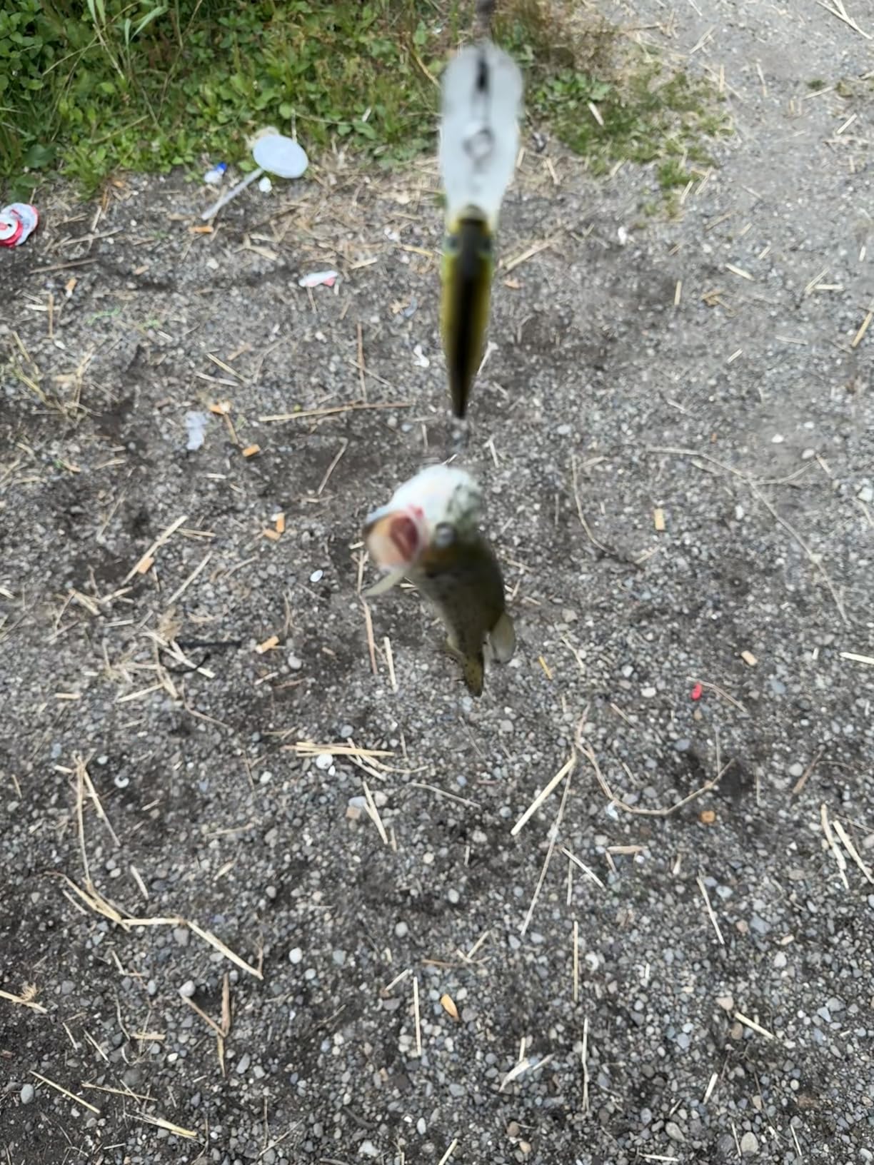Berkley Flicker Shad Fishing Lure, HD Bluegill, 5/16 oz, 2 3/4in | 7cm Crankbaits, Size, Profile and Dive Depth Imitates Real Shad, Equipped with Fusion19 Hook customer photo 1