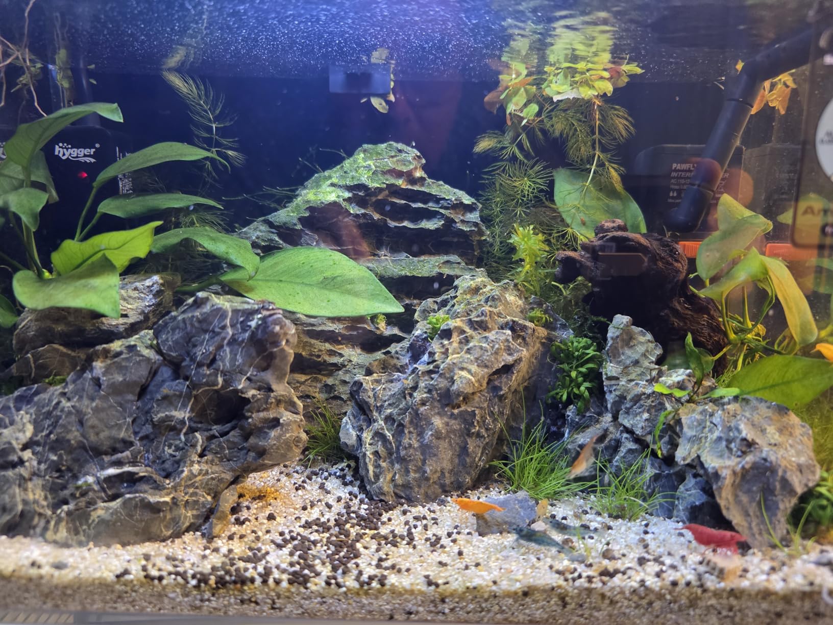 Ultum Nature Systems Ultra Clear Rimless Aquarium - Low Iron Glass Fish Tank with 45° Mitered Edges, 5mm-12mm Thick, Leveling Mat Included (5S, Shallow, 2 Gallon) customer photo 1