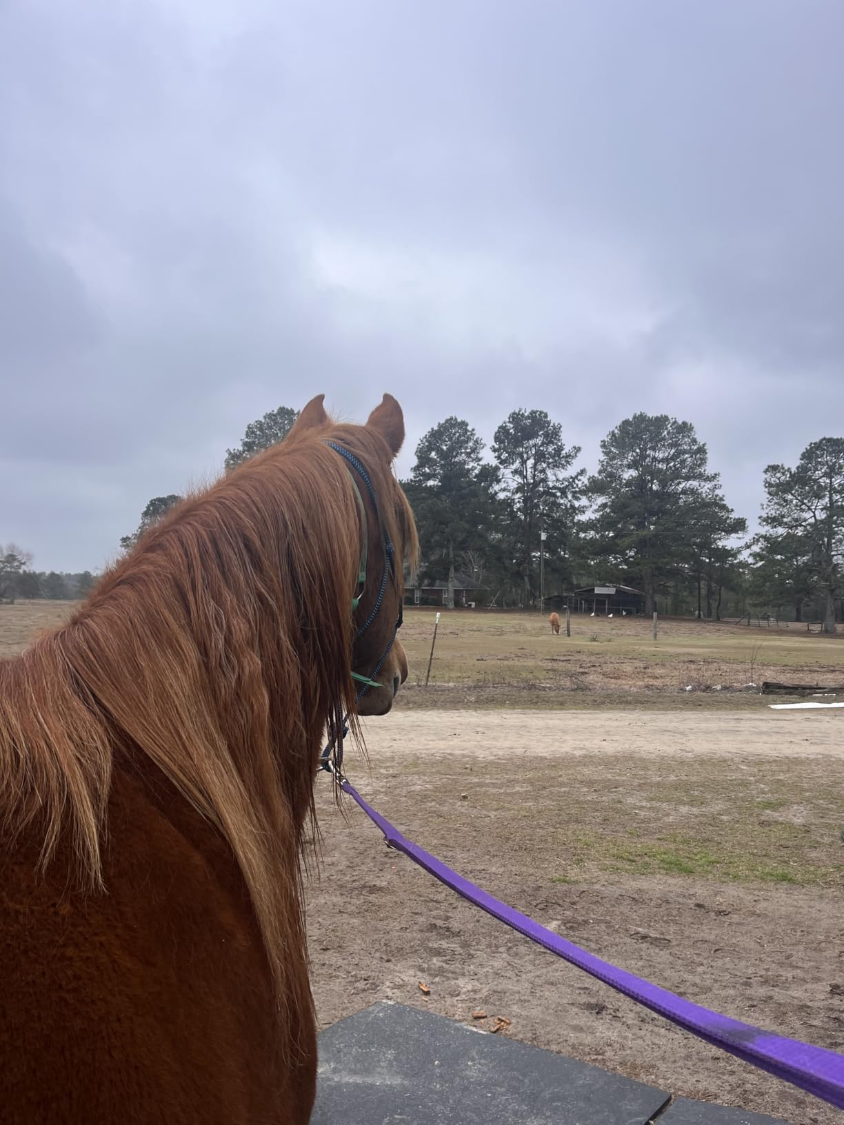 Black 78 in HILASON 1200D Winter Waterproof Turnout Blanket customer photo 1