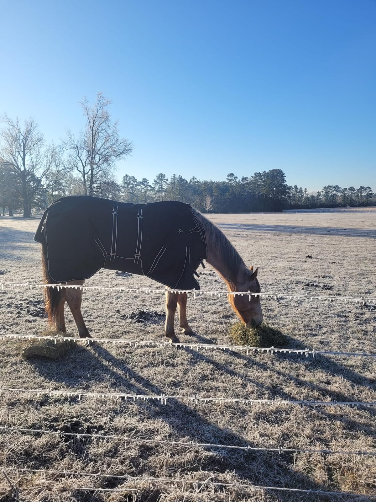 Black 78 in HILASON 1200D Winter Waterproof Turnout Blanket customer photo 2