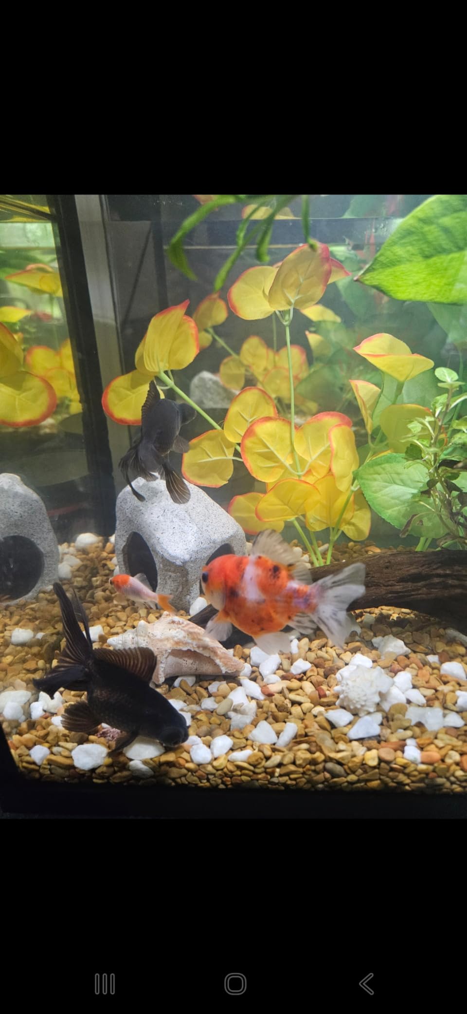 SpringSmart Aquarium Hideaway Rock Cave for Aquatic Pets to Breed, Play and Rest, Safe and Non-Toxic Ceramic Fish Tank Ornaments, Decor Stone for Betta customer photo 2