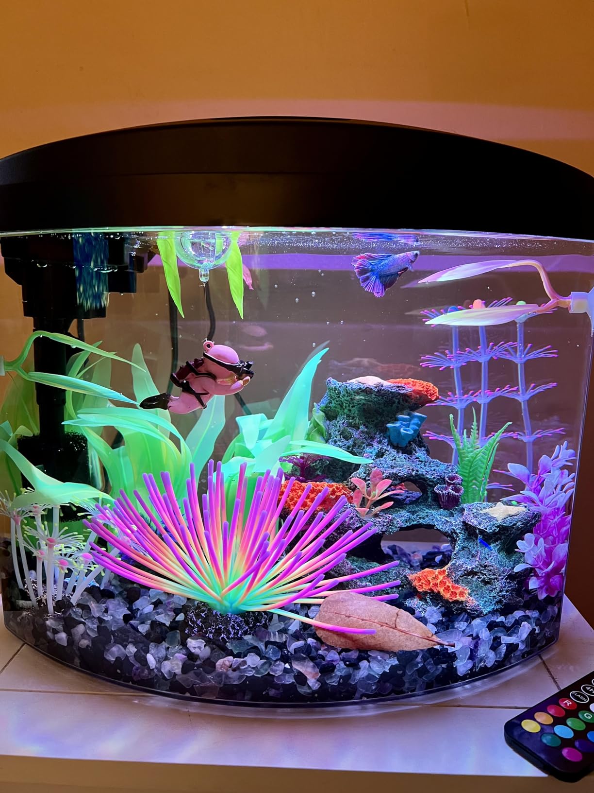 Aqueon LED MiniBow Small Aquarium Fish Tank Kit with SmartClean Technology, Blue, 1 Gallon customer photo 2