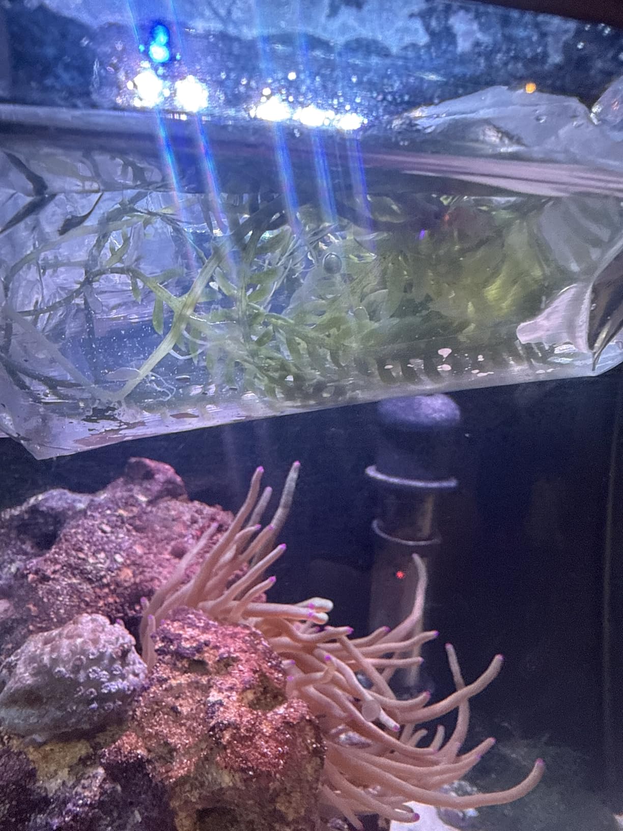 5 Leaves - Live Saltwater Caulerpa Feather Macro Algae Plant Frag Chaeto Refugium - Extra Long Leaves (4-6 inches in Height) customer photo 1