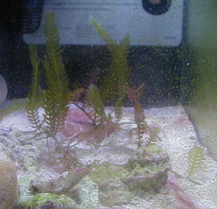 5 Leaves - Live Saltwater Caulerpa Feather Macro Algae Plant Frag Chaeto Refugium - Extra Long Leaves (4-6 inches in Height) customer photo 2