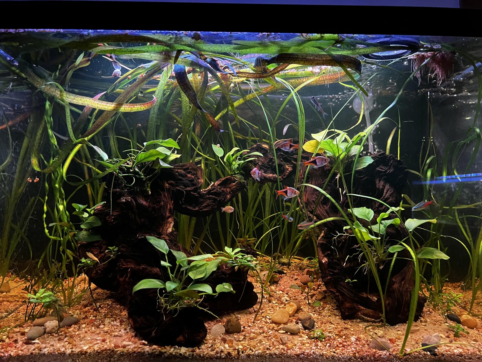 hygger 18W 24/7 Lighting Aquarium LED Light, Sunrise-Daylight-Moonlight Mode and DIY Mode, Adjustable Timer Adjustable Brightness Fish Tank Light with Extendable Bracket 7 Colors for Planted Tank customer photo 2