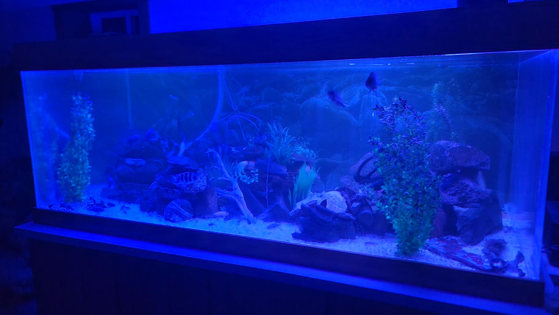 hygger Advanced LED Aquarium Light with Timer, 24/7 Lighting Cycle & DIY Mode, Full Spectrum Fish Tank Light for 18-24 in Freshwater Planted Tank customer photo 1