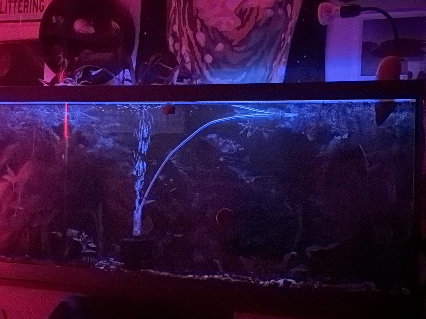 hygger Advanced LED Aquarium Light with Timer, 24/7 Lighting Cycle & DIY Mode, Full Spectrum Fish Tank Light for 18-24 in Freshwater Planted Tank customer photo 2