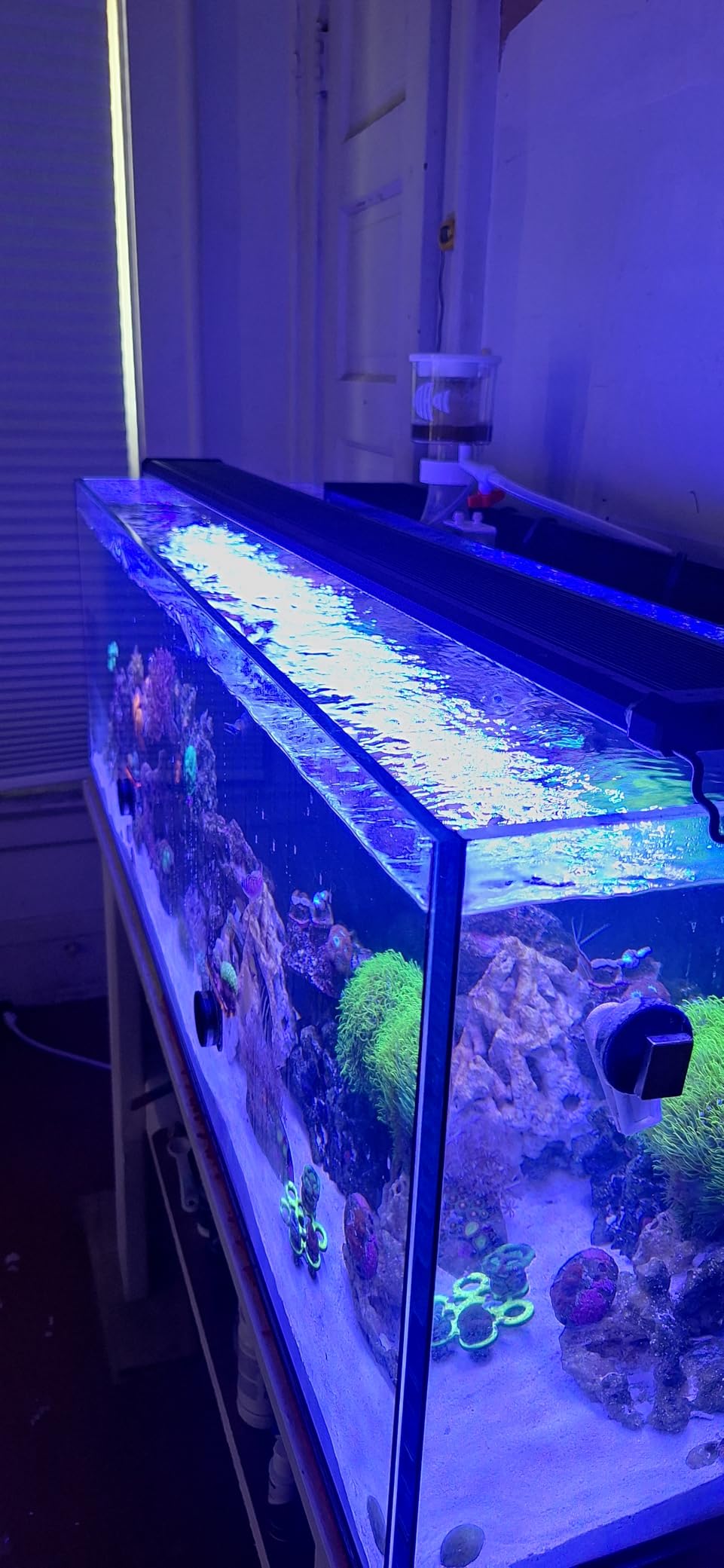 NICREW ClassicLED Marine Saltwater Aquarium Light, 48W for 48–60 inch Tanks customer photo 1
