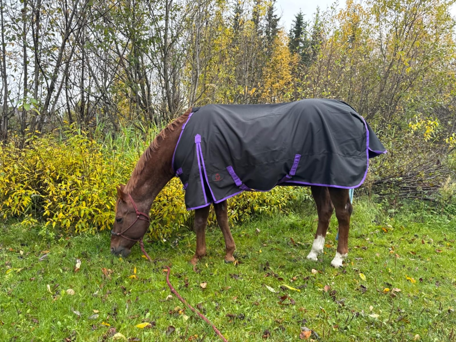 1200 Denier Horse RAIN Sheet (Waterproof/Breathable & Wind Proof Turnout Sheet) Horse Breathable RAINSHEET (Black-Turquoise, 80) customer photo 1