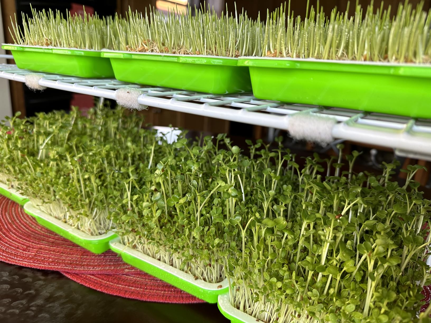 5 Pack Seed Sprouter Trays, Wheatgrass Tray Sprouter Microgreen Growing Kit customer photo 1