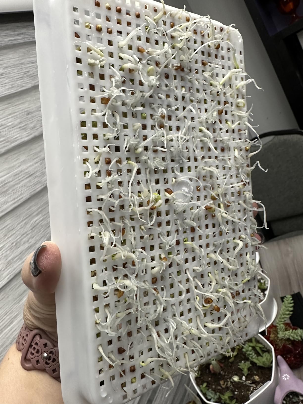 5 Pack Seed Sprouter Trays, Wheatgrass Tray Sprouter Microgreen Growing Kit customer photo 2