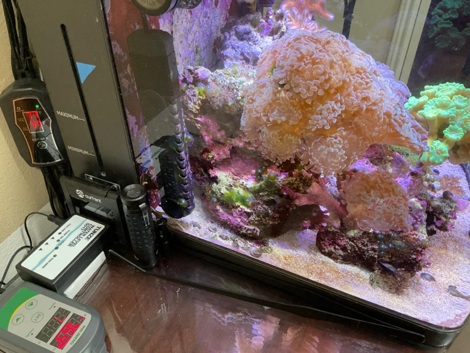 Inkbird WiFi ITC-308 Digital Temperature Controller Aquarium Thermostat for Aquarium Heater and Cooler, with Waterproof Sensor. customer photo 1