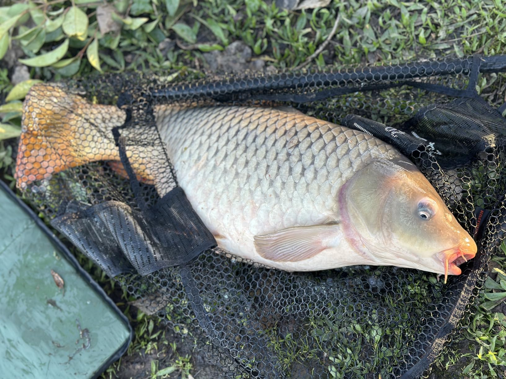 Daiwa Black Widow Extension Carp Fishing Rod customer photo 1