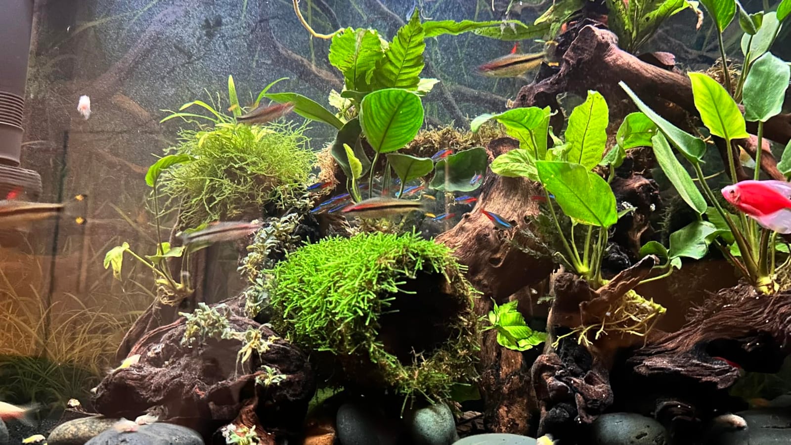 LeonBach 100 Pcs Indian Almond Leaves for Aquariums, 5-8 Inches customer photo 2