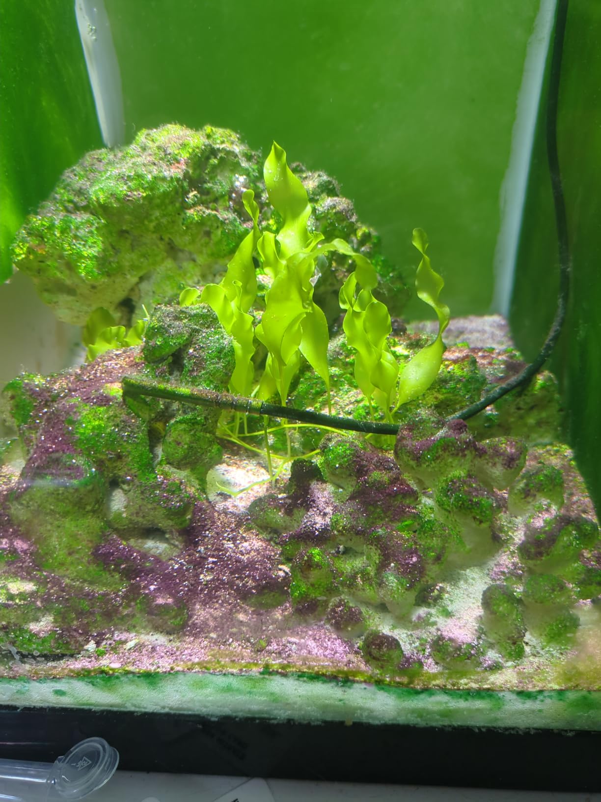 Generic, Live Caulerpa Prolifera Macro Algae Saltwater Reef Marine Refugium customer photo 1