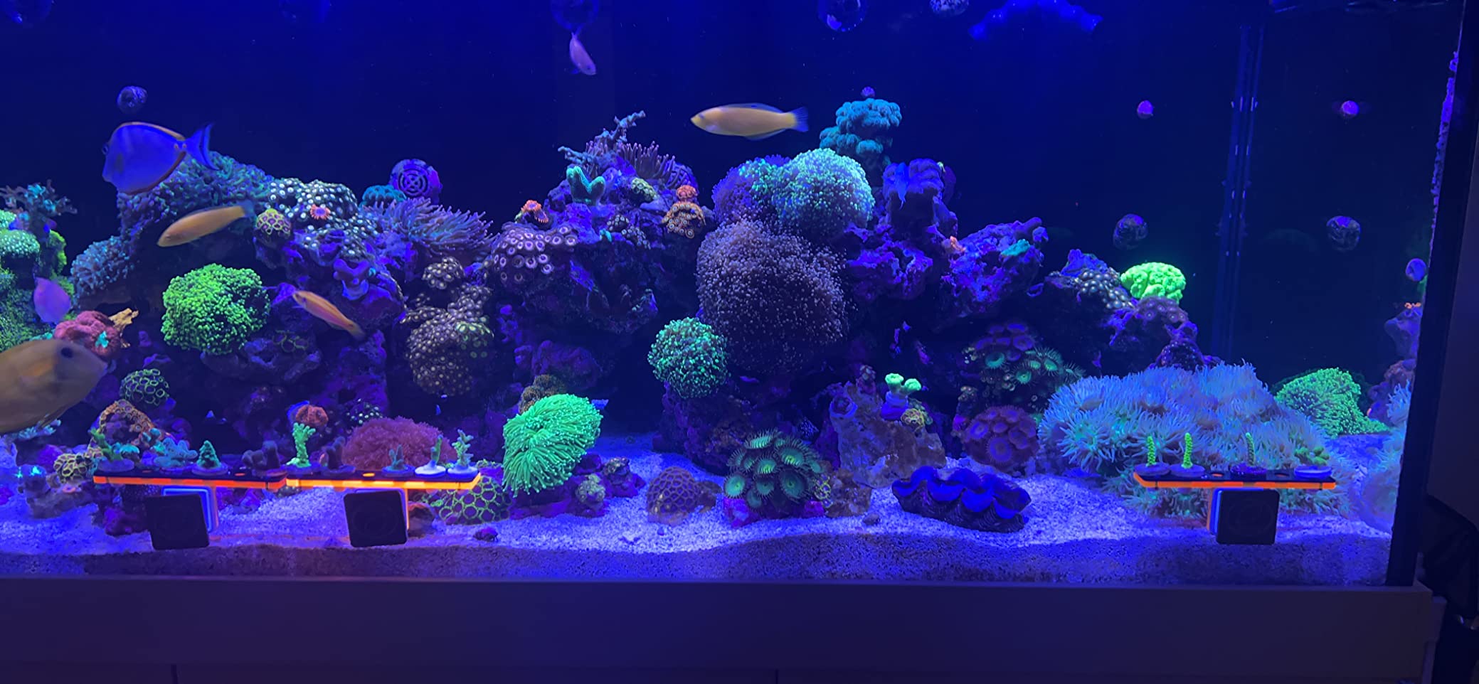 ESHOPPS Alpha Rack Mega Magnetic Coral Frag Rack 12 Holes with Strong Anti-Slip Rubber Padded Magnet for Reef Tanks customer photo 2