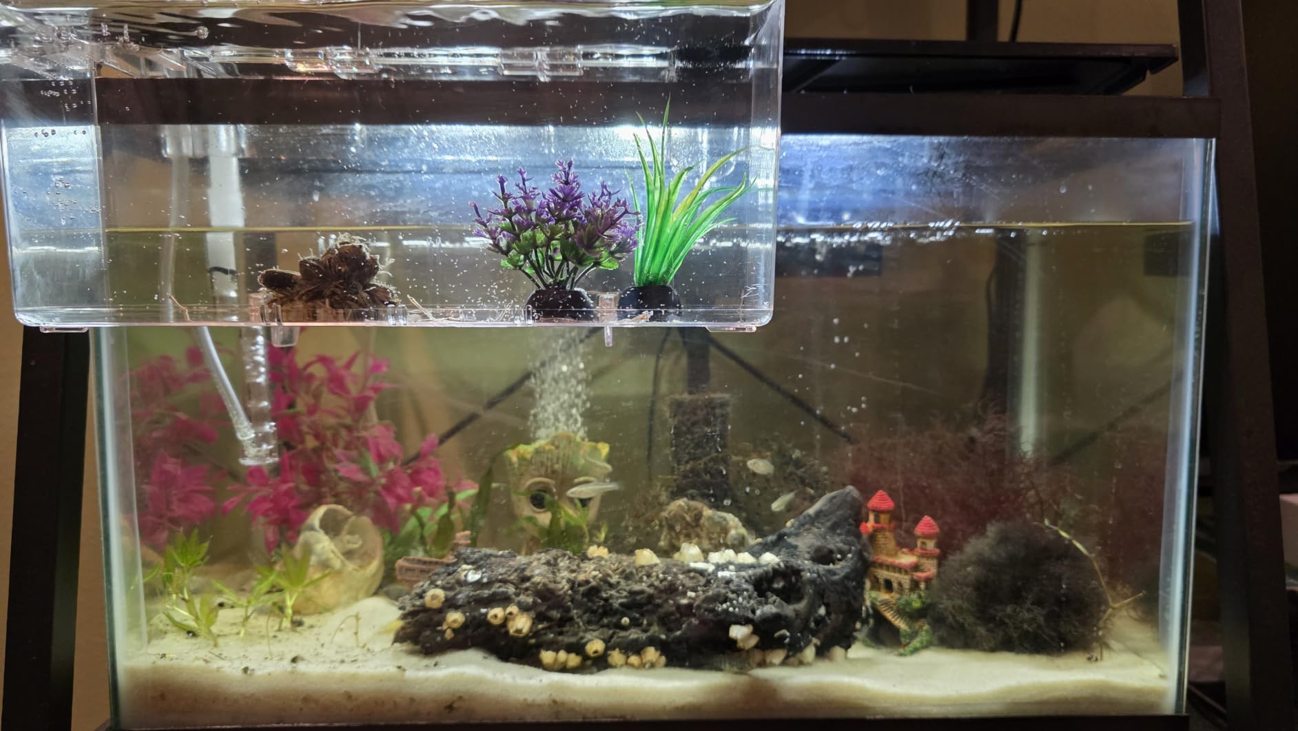 Aqua Natural Sugar White Sand Bio-Substrate 5lb for Freshwater Aquariums, Sand seeded with Start up bio-Active nitrifying Bacteria customer photo 1