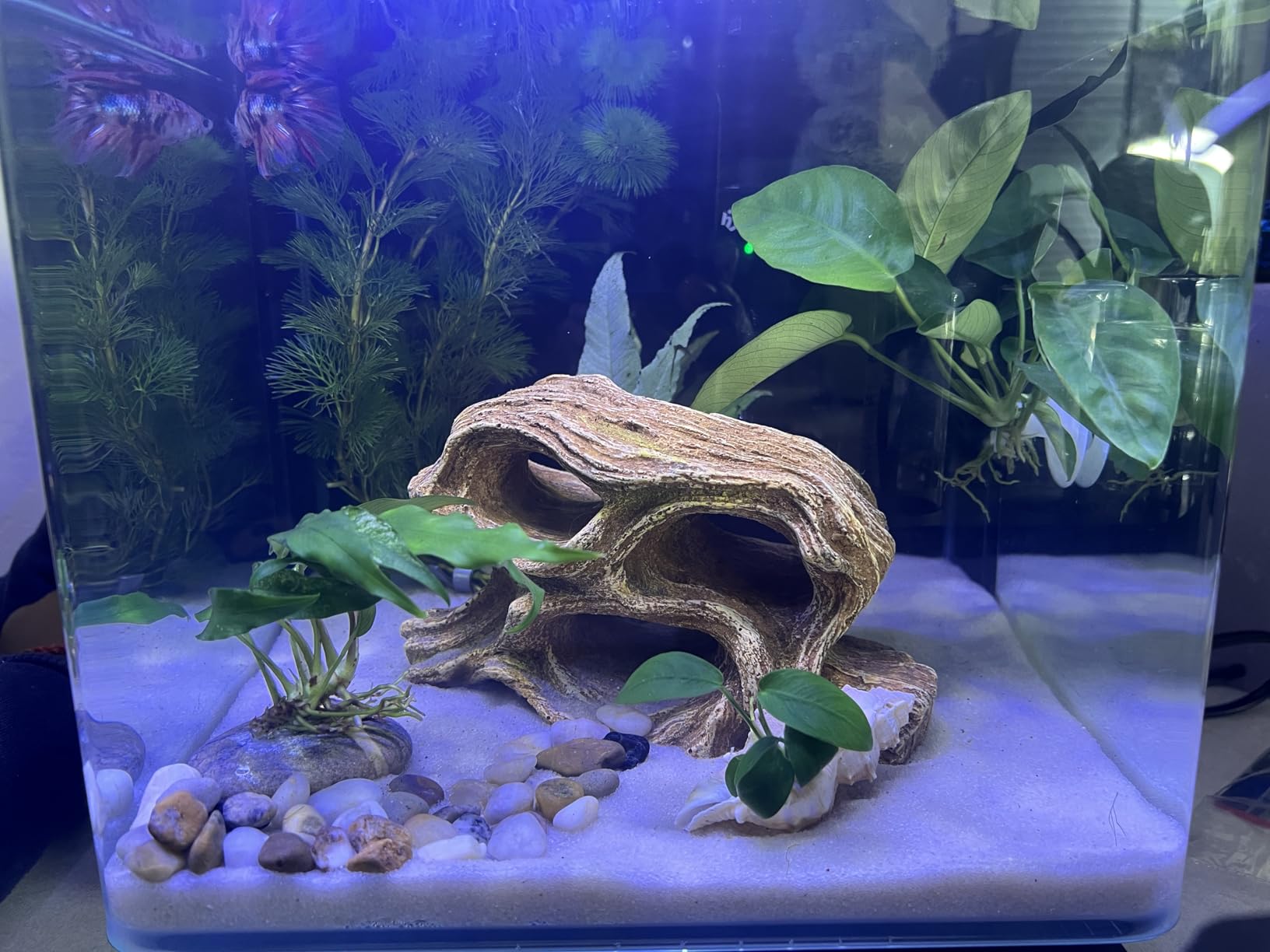 Aqua Natural Sugar White Sand Bio-Substrate 5lb for Freshwater Aquariums, Sand seeded with Start up bio-Active nitrifying Bacteria customer photo 2