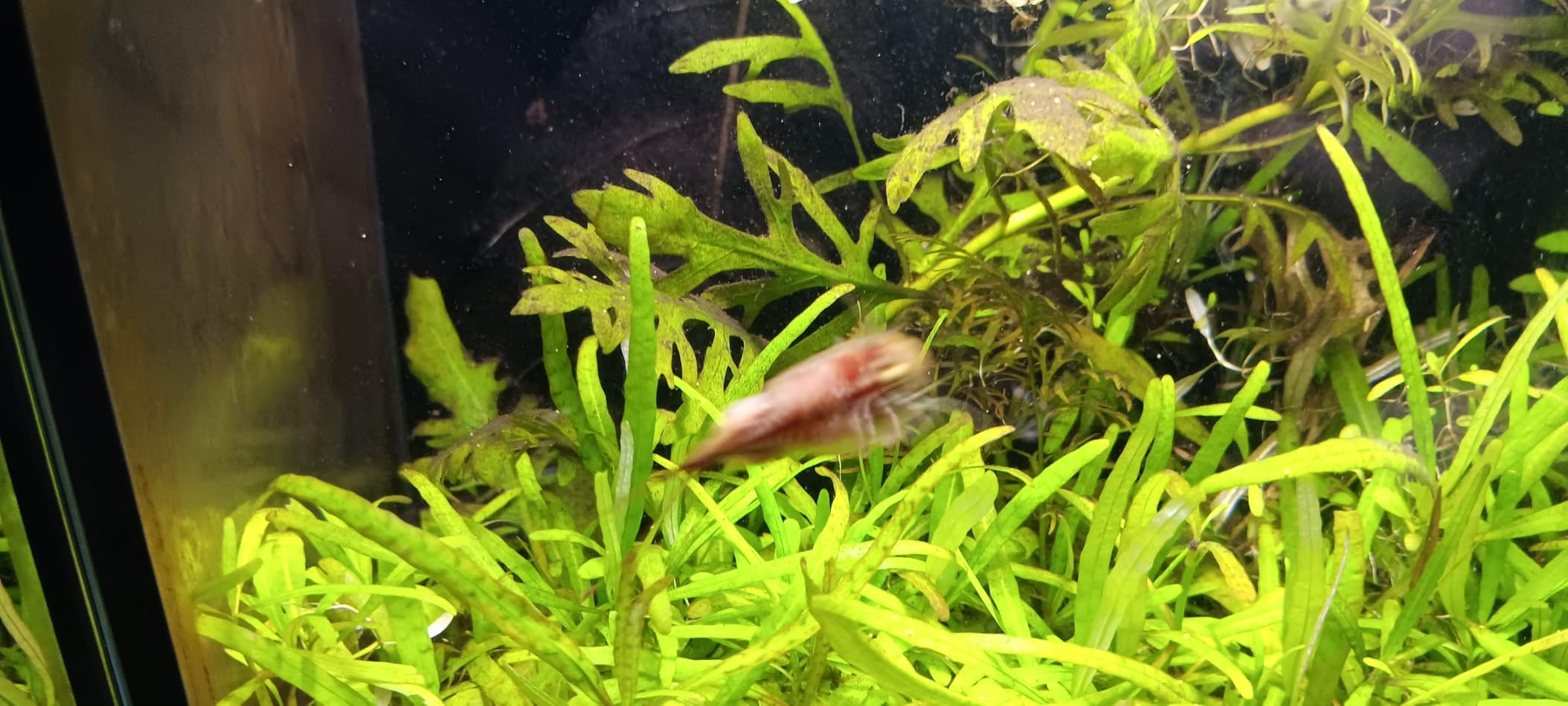 GreenWaterFarm Triops Longicaudatus Eggs for Hatching and Culture Suitable to be Pet and Science Project (Pure 200 Eggs) customer photo 2
