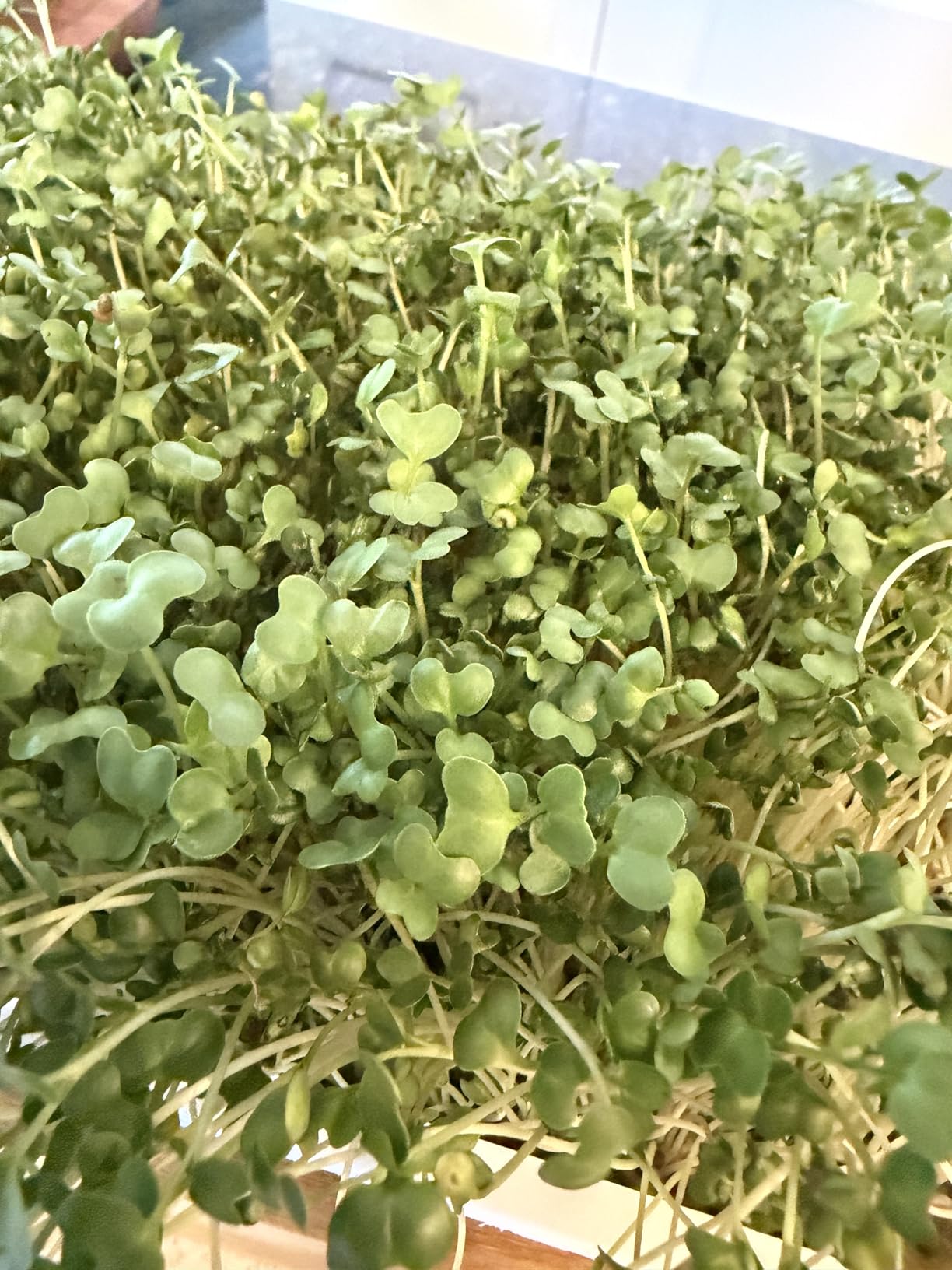 Microgreens Growing Kit - Self-Watering Tray with US Premium Seeds | Grow broccoli and salad mix indoors with a reusable tray, grow mats, USA premium seeds & bamboo frame. customer photo 2