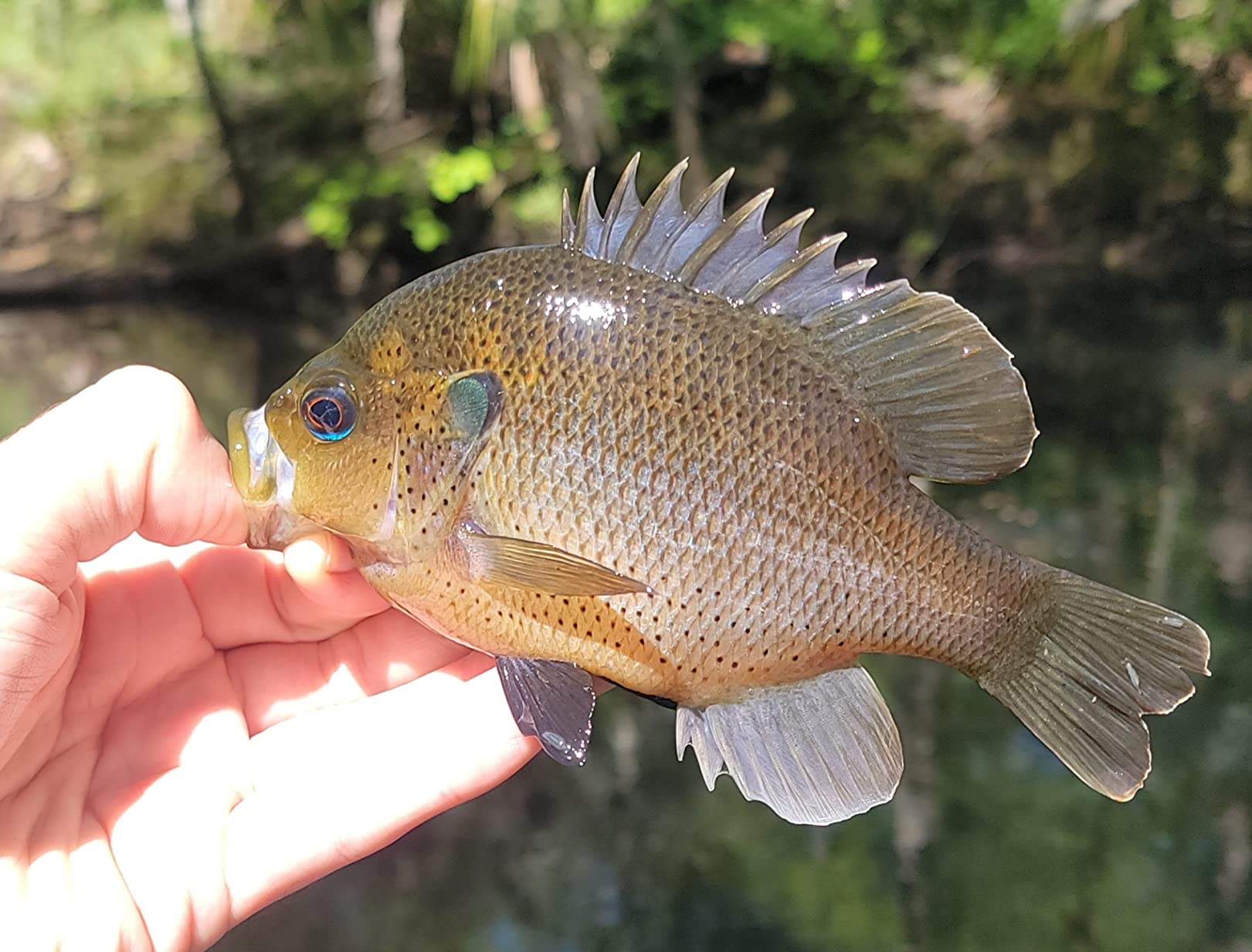 Berkley Powerbait Chroma-Glow Panfish Nibbles Fishing Soft Bait customer photo 1