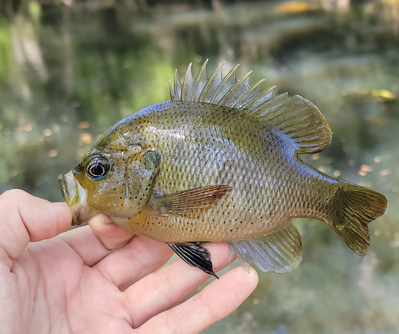 Berkley Powerbait Chroma-Glow Panfish Nibbles Fishing Soft Bait customer photo 2