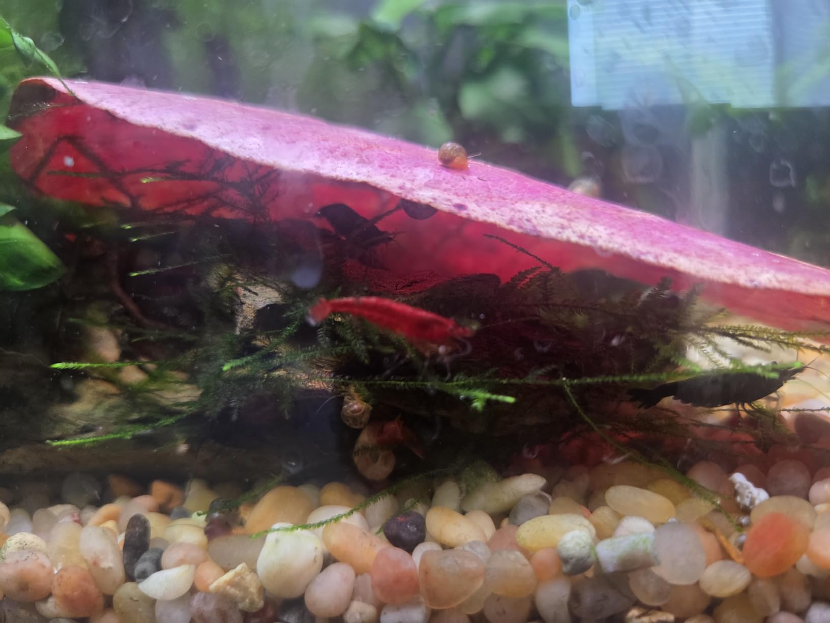 Premium Indian Almond Leave. Aquarium Decorations Size 6-9