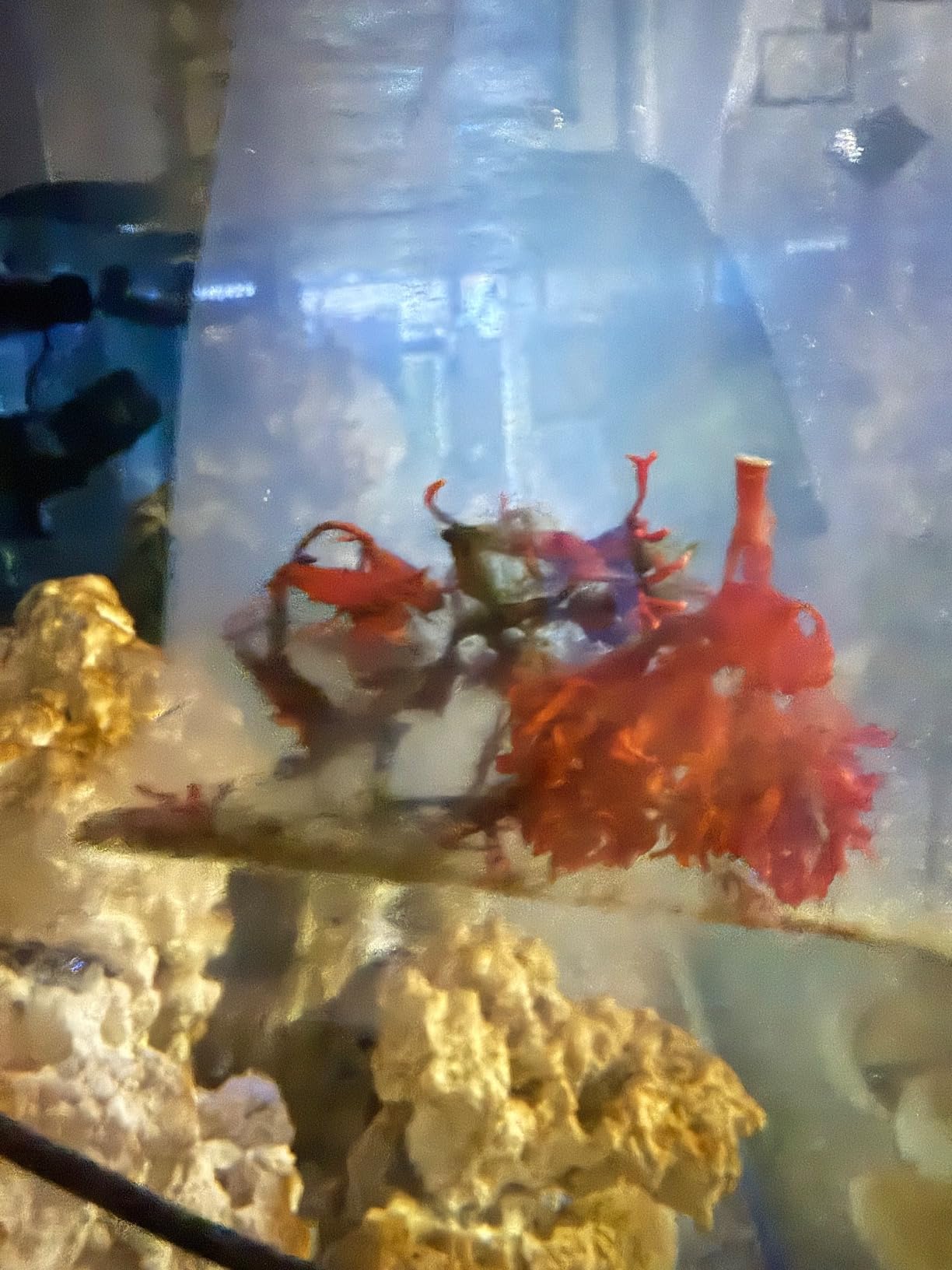 Live Red Bush Gracilaria Macro Algae Reef Refugium Saltwater Plant Marine Aquatic customer photo 2