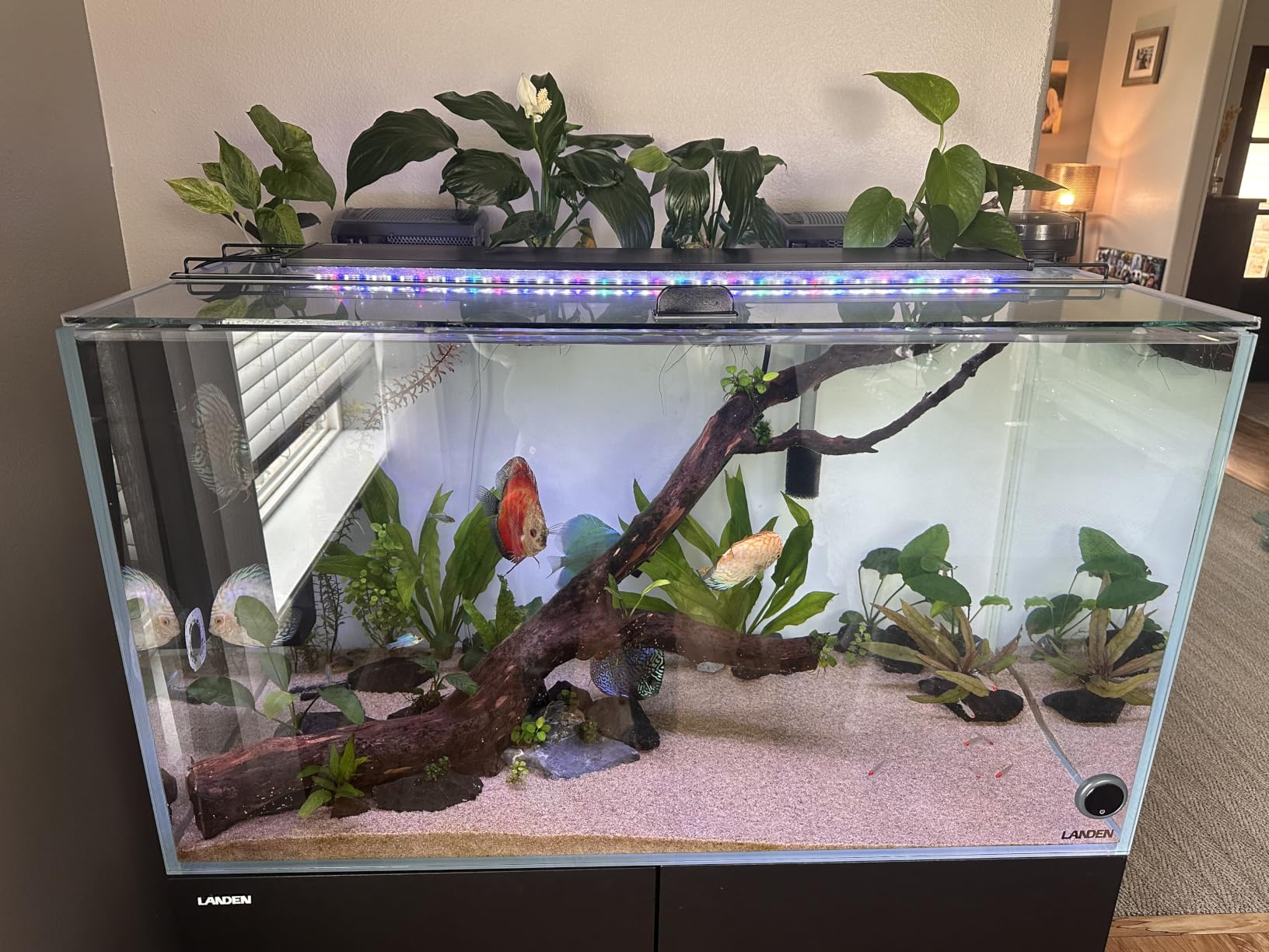 LANDEN Aquarium Cube 2 Gallon Ultra Clear Glass Rimless Fish Tank 20C customer photo 2