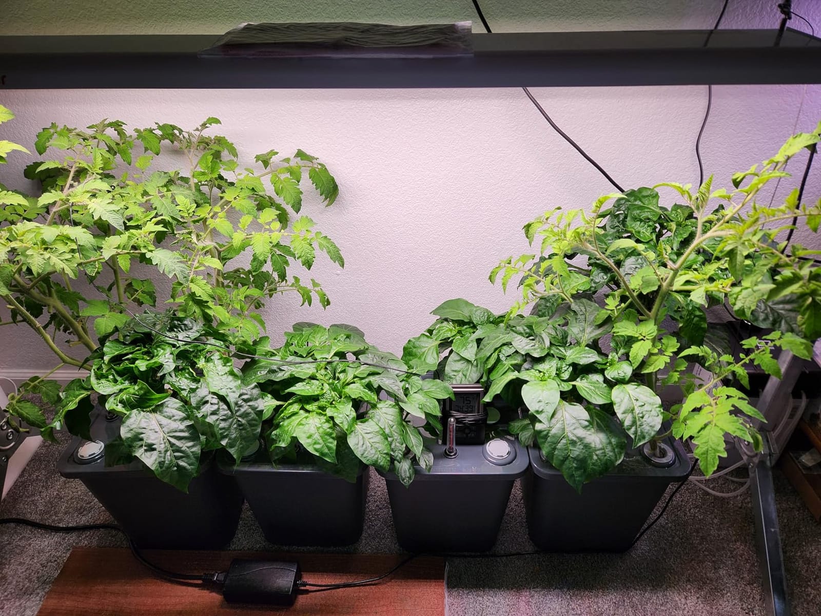 4 Hydroponic Buckets Kit for Plants, Hydroponics Growing System for Herbs/Tomato/Vegetables, DWC System with Air Pump & Germination Tray (Complete Indoor Hydroponic Gardening Supplies) customer photo 2