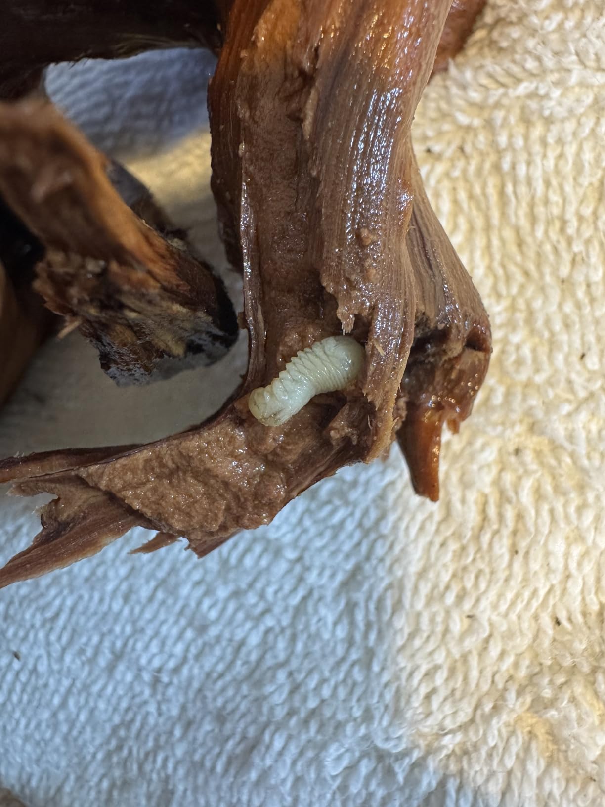 Vmiapxo 8-Pack Natural Driftwood, Sinkable Spider Wood (4''-6'') customer photo 2