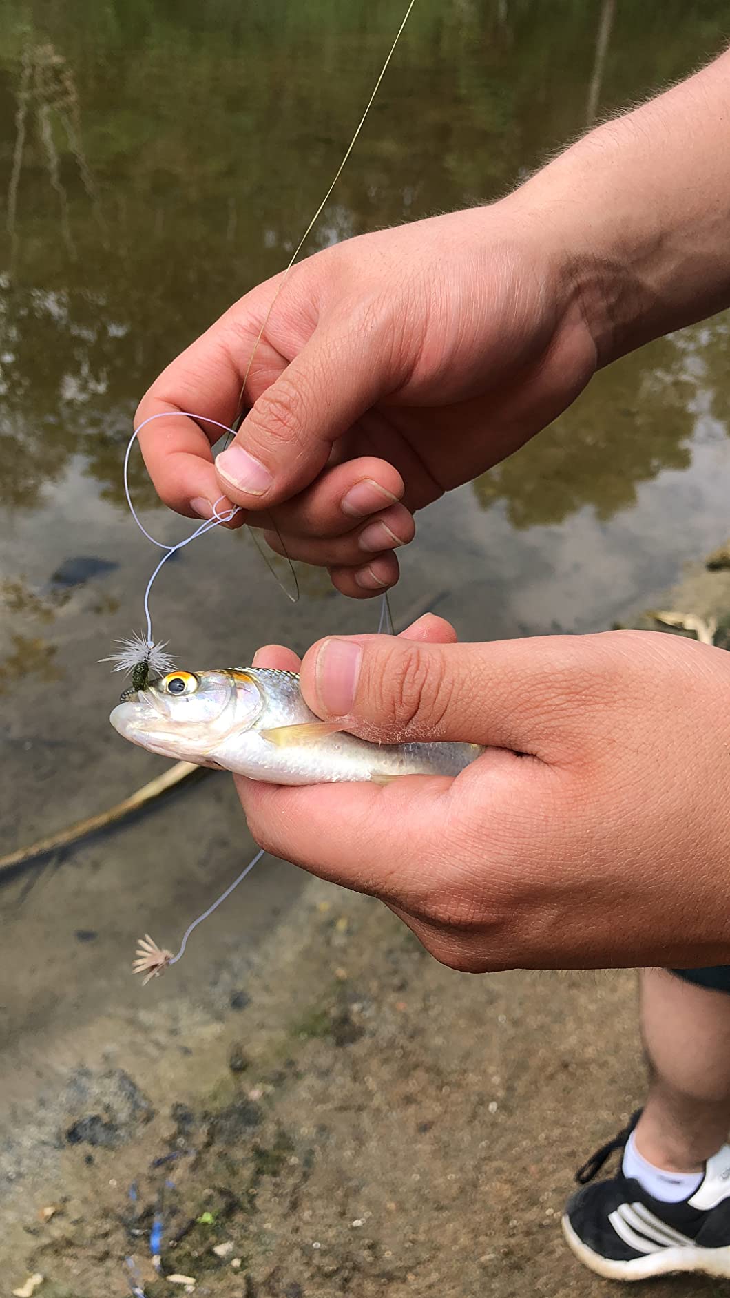 RoxStar Fly Shop Trophy Trout Top Wet & Dry Flies for Trout. Proven Nationwide to Catch Fish! Tied in-House Never Outsourced Fly Fishing Gift customer photo 1